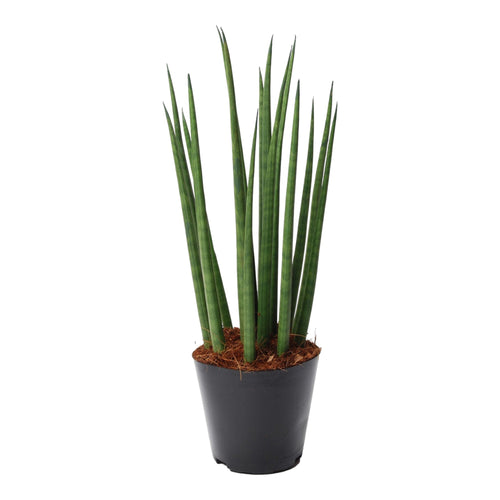 Trendyplants - Sansevieria Cylindrica 'Bacularis' Mikado - Kamerplant - Hoogte 25-45 cm - Potmaat Ø10,5cm - vtwonen shop