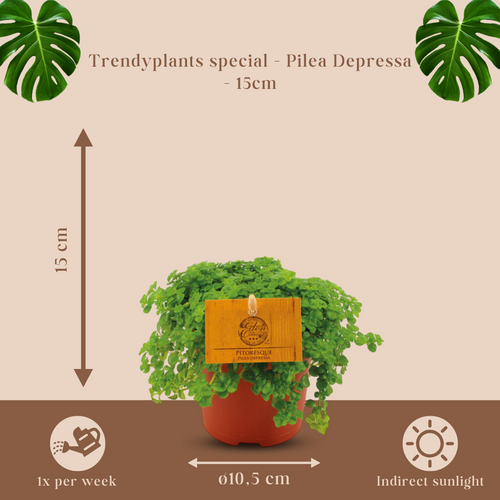 Trendyplants special - Pilea Depressa  - Kamerplant - Hoogte 10-20 cm - Potmaat Ø10,5cm - vtwonen shop