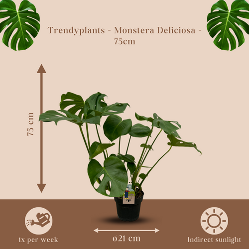 Trendyplants - Monstera Deliciosa - Gatenplant - Hoogte 65-85 cm - Potmaat Ø21cm - vtwonen shop