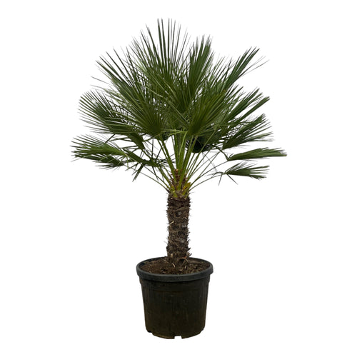 Trendyplants - Chamaerops Humilis op stam - Dwergpalm - Tuinplant - Hoogte 170-190 cm - Potmaat Ø45cm - vtwonen shop