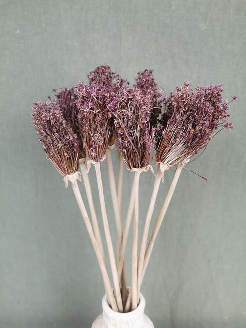 My Flowers.shop Gedroogde Allium Cherry naturel - vtwonen shop