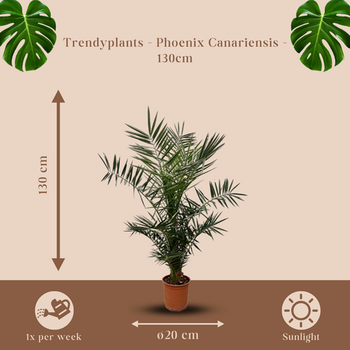 Trendyplants - Phoenix Canariensis - Hoogte 120-140 cm - Dadelpalm - Winterhard - Potmaat Ø20cm - vtwonen shop