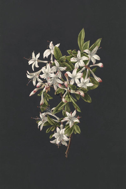 ESTAhome fotobehang bloesemtak licht roze en zwart - 186 x 279 cm - 158885 - vtwonen shop