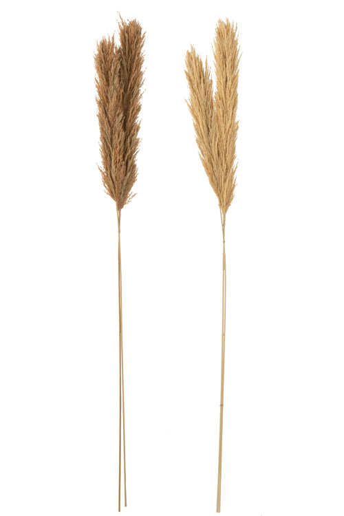 J-Line droogbloemen - Tak Veer Pampas - naturel - 2 stuks - vtwonen shop