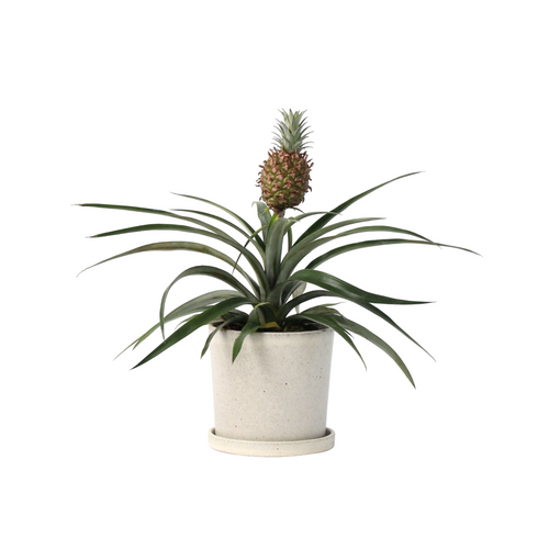 Plant in a Box Ananasplant 'Mi Amigo' - Kamerplant - Pot 12cm - Hoogte 35-45cm - vtwonen shop