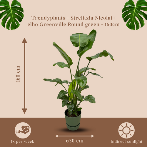 Trendyplants - Strelitzia Nicolai inclusief elho Greenville Round groen - 160 cm - Ø30cm - vtwonen shop