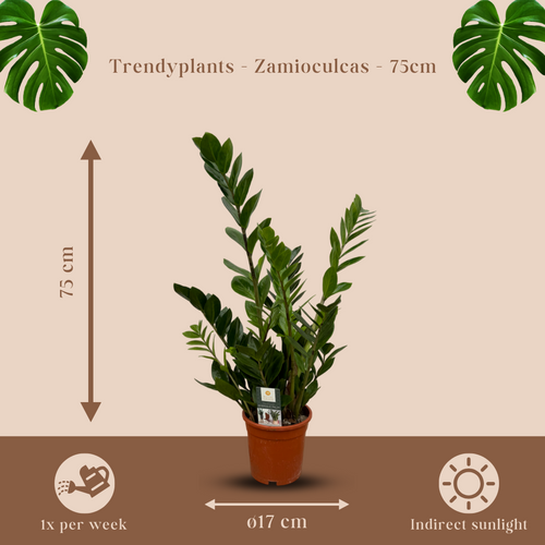 Trendyplants - Zamioculcas - Kamerplant - Hoogte 65-85 cm - Potmaat Ø17cm - vtwonen shop