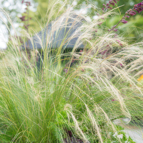 Trendyplants - Stipa tenuissima 'Ponytails' - 12 stuks - Vedergras - Winterhard - Hoogte 10-25cm - Potmaat Ø9cm - vtwonen shop