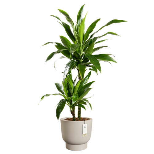 elho amber grail 40 balanced beige | Bloempot |Premium statementdesign