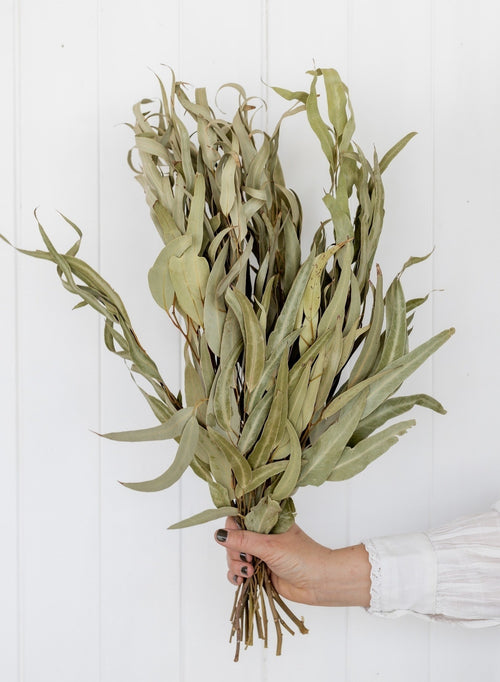 My Flowers.shop Naturel gedroogde Eucalyptus bladeren | Lengte ± 55 centimeter | Per bos - vtwonen shop