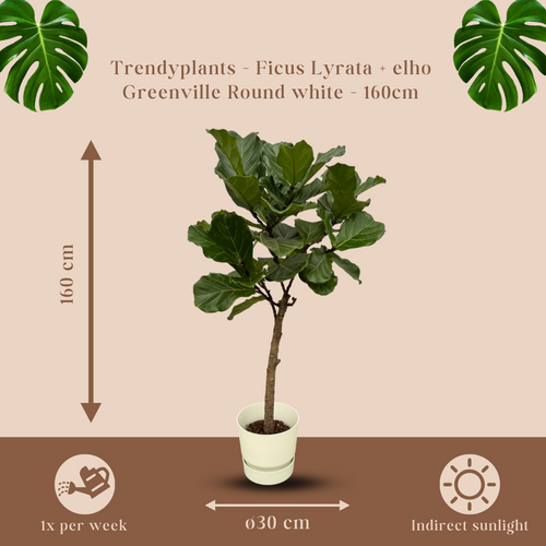 Trendyplants - Ficus Lyrata stam inclusief elho Greenville Round wit - 160 cm - Ø30cm - vtwonen shop