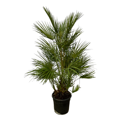 Trendyplants - Chamaerops Humilis struik - Hoogte 120-140 cm - Europese Dwergpalm - Winterhard - Tuinplant - Potmaat Ø24cm - vtwonen shop