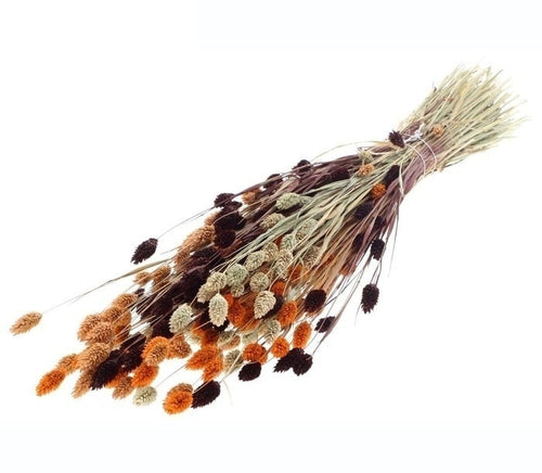 Boeket droogbloemen Phalaris Terra Mix |  | Lengte ± 65 centimeter | Gewicht ± 175 gram - vtwonen shop