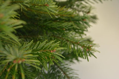 Furnilux Plant & More - Nordmann Kerstboom 210 - 240 cm - Zonder Kluit - vtwonen shop