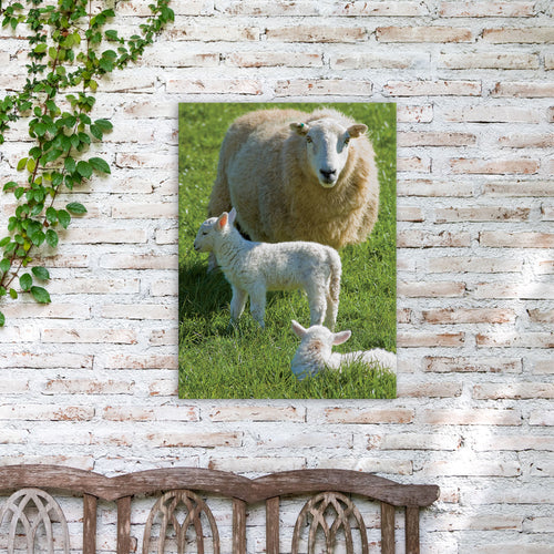 Art for the Home Buitencanvas - Schapenfamilie - 70x50cm