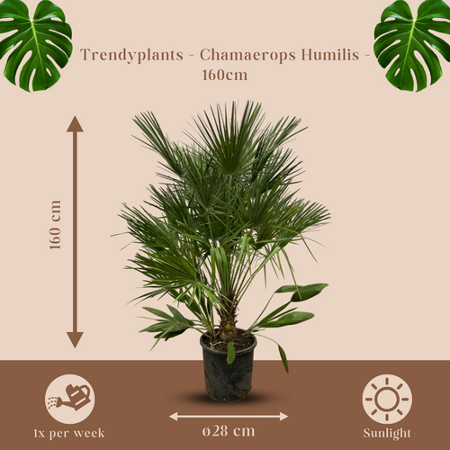 Trendyplants - Chamaerops Humilis - Hoogte 150-170 cm - Europese Dwergpalm - Winterhard - Tuinplant - Potmaat Ø28cm - vtwonen shop