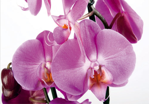 Sanders & Sanders fotobehang bloemen roze - 360 x 254 cm - 600366