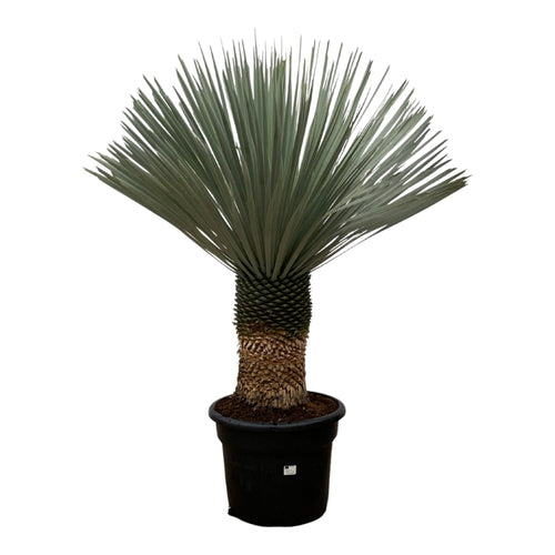 Trendyplants - Yucca Rostrata - Blue Baked Yucca - Winterhard - Hoogte 130-150 cm - Potmaat Ø50cm - vtwonen shop