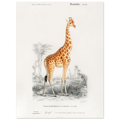 Artfulprints Poster Charles Dessalines d'Orbigny - Giraffe (giraffa camelopardalis)   - 30x40 cm - Oranje