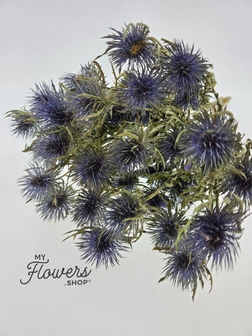 My Flowers.shop Naturel gedroogde Kruisdistels | Naturelle Eryngium droogbloemen | Maat L | Lengte ± 70 centimeter | Per bos - vtwonen shop