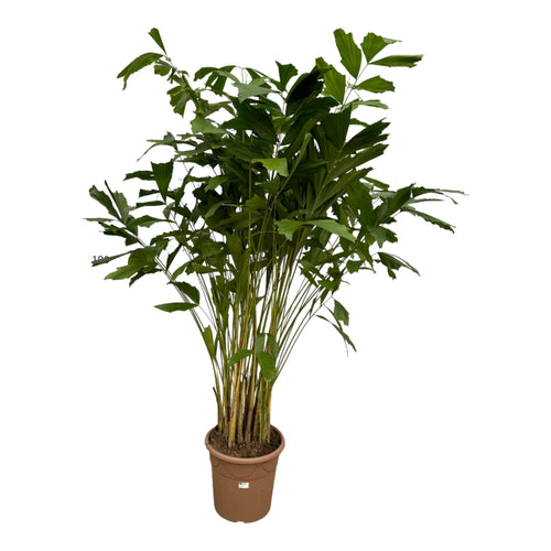 Trendyplants - Caryota Mitis - Vissenstaartpalm - Kamerplant - Hoogte 200-220 cm - Potmaat Ø40cm - vtwonen shop