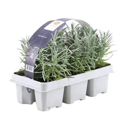 Trendyplants - Lavendel angustifolia - 6 stuks - Lavendel - Winterhard - Hoogte 10-20 cm - Potmaat Ø7cm - vtwonen shop