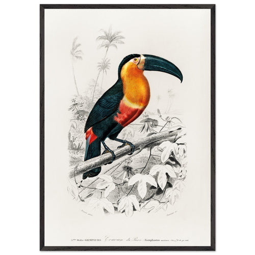 Artfulprints Poster met Lijst Charles Dessalines d'Orbigny - Toucan (ramphastos)   - 70x100 cm - Oranje