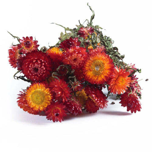 My Flowers.shop Gedroogde rode Helichrysum | Rode strobloemen droogbloemen | Lengte 55 centimeter | Per stuk - vtwonen shop