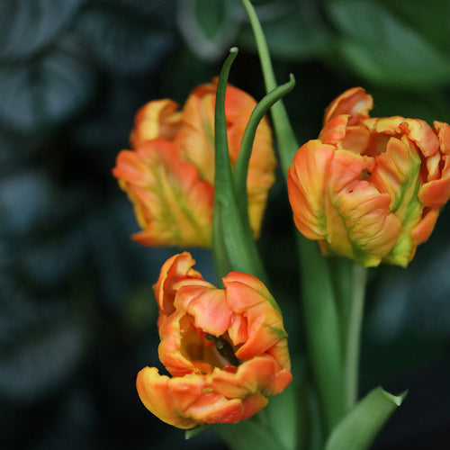 Maxifleur Kunst Tulpenbos RT 40cm Oranje