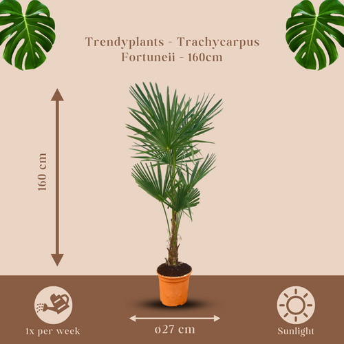 Trendyplants - Trachycarpus Fortuneii - Hoogte 150-170 cm - Winterhard - Chinese waaierpalm - Tuinplant - Potmaat Ø27cm - vtwonen shop