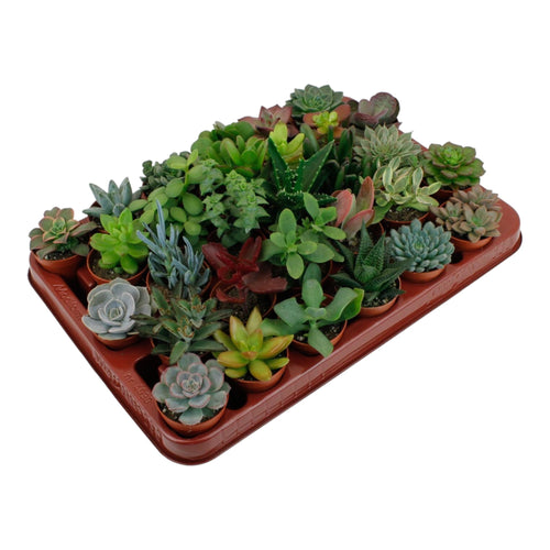 Trendyplants - Succulenten mix 30 stuks - Hoogte 5-15 cm - Potmaat Ø5,5cm - vtwonen shop