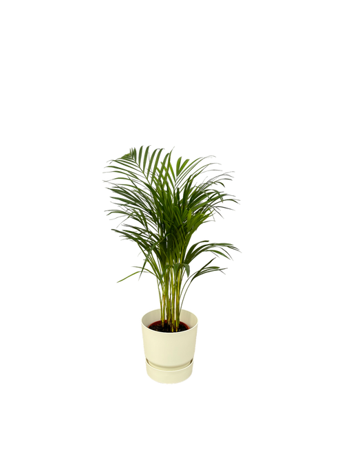 Trendyplants - Areca palm - ↨85cm - Ø19cm inclusief elho Greenville Round wit Ø24cm x ↨23cm - vtwonen shop