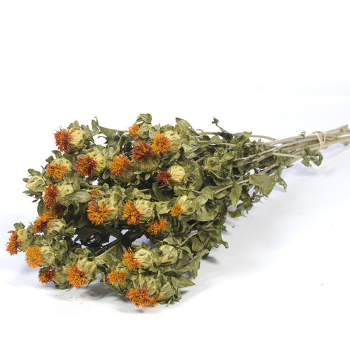 My Flowers.shop Naturel oranje gedroogde Bidens | Oranje Carthamus droogbloemen | Lengte ± 70 cm | Per bos - vtwonen shop