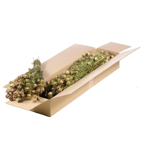 My Flowers.shop Gedroogde groen naturelle Nigella droogbloemen | Lengte 60 centimeter | Per bos - vtwonen shop