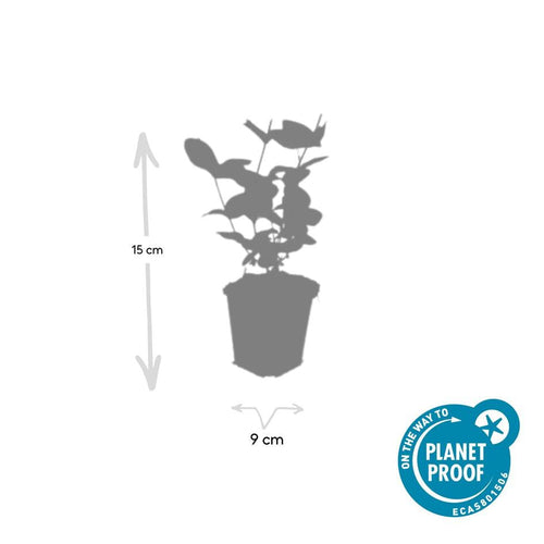 Trendyplants - Hypericum inodorum 'Beauty' - 24 stuks - Hertshooi - Winterhard - Hoogte 10-30 cm - Potmaat Ø9cm - vtwonen shop