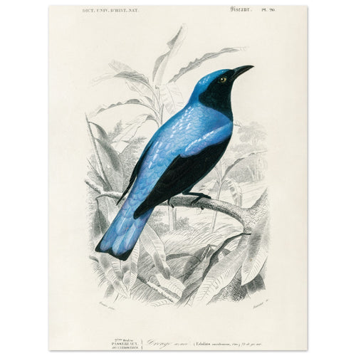 Artfulprints  Charles Dessalines d'Orbigny - Square-tailed drongo (Edoius caerulescens)   poster 30x40 cm - vtwonen shop