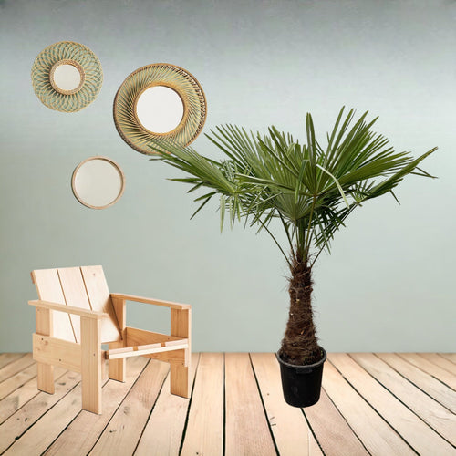 Trendyplants - Trachycarpus Fortuneii - Chinese waaierpalm - Hoogte 210-230 cm - Winterhard - Tuinplant - Potmaat Ø45cm - vtwonen shop