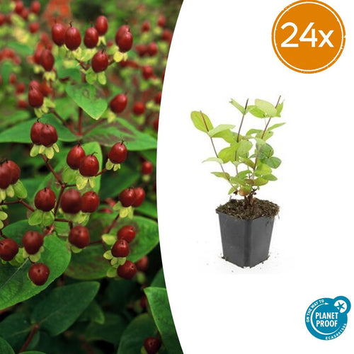 Trendyplants - Hypericum inodorum 'Beauty' - 24 stuks - Hertshooi - Winterhard - Hoogte 10-30 cm - Potmaat Ø9cm - vtwonen shop