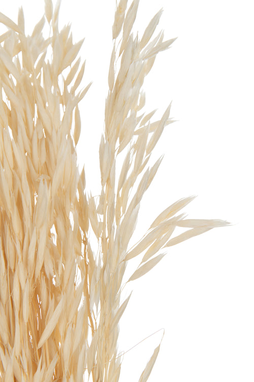 J-Line droogbloemen - bundel gedroogde Haver - riet - ecru