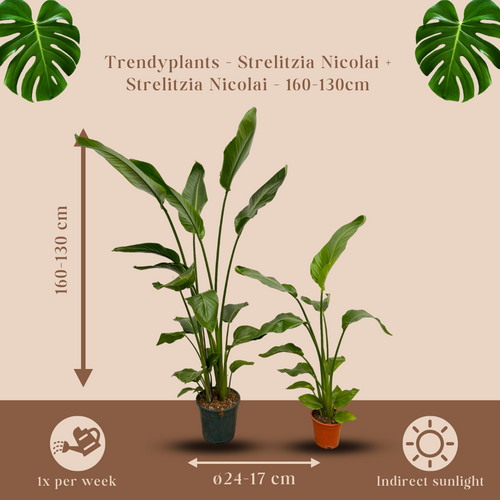 Trendyplants - Strelitzia Nicolai - 160 cm - Ø24cm + Strelitzia Nicolai - 130 cm - Ø17cm - vtwonen shop