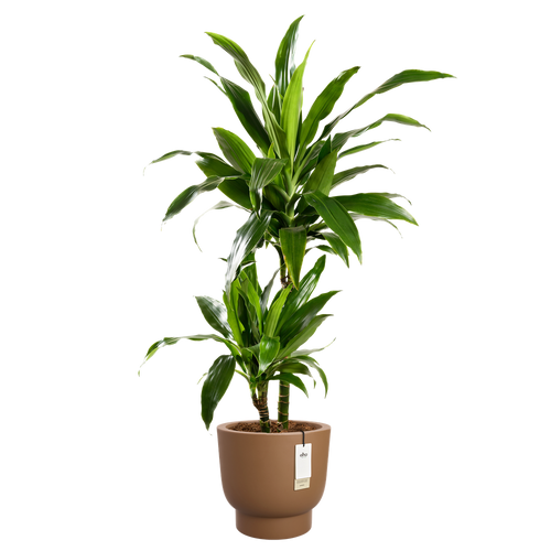 elho amber grail 40 karamel | Bloempot |Premium statementdesign