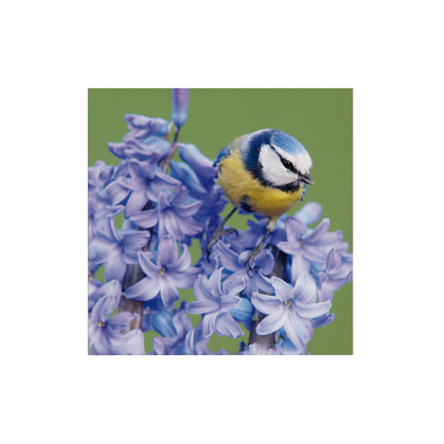 Art for the Home Buitencanvas - Vogel op een bloem - 50x50cm