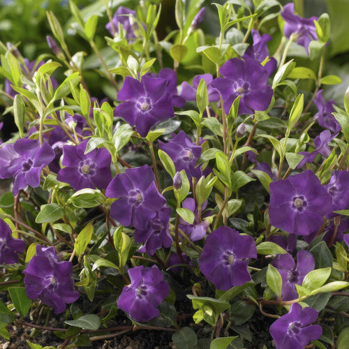 Trendyplants - Vinca minor 'Atropurpurea' - 6 stuks - Maagdenpalm - Winterhard - Hoogte 10-25cm - Potmaat Ø9cm - vtwonen shop