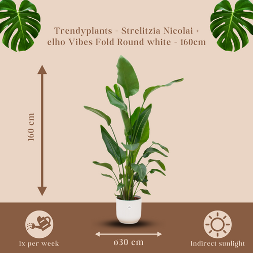 Trendyplants - Strelitzia Nicolai inclusief elho Vibes Fold Round wit - 160 cm - Ø30cm - vtwonen shop