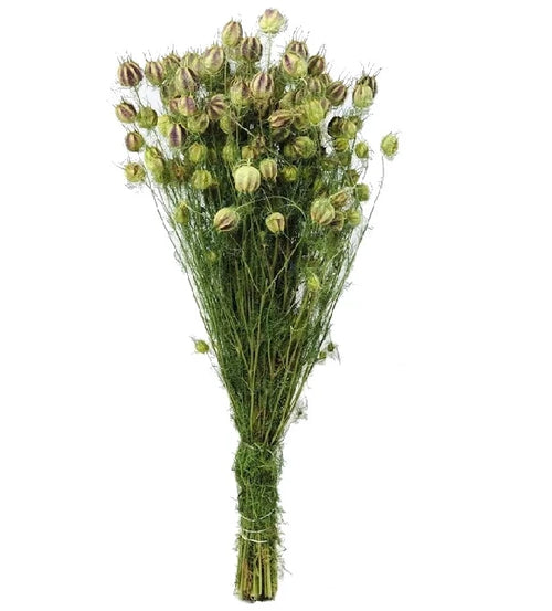 My Flowers.shop Gedroogde groen naturelle Nigella droogbloemen | Lengte 60 centimeter | Per bos - vtwonen shop