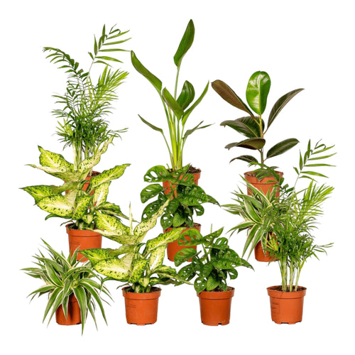 Trendyplants - Verrassingsbox - 10x Kamerplant - Hoogte 20-35 cm - Potmaat Ø10,5-12cm - vtwonen shop