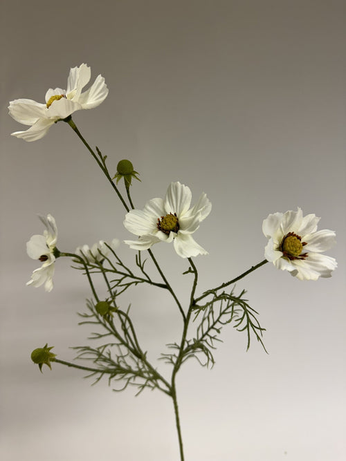 My Flowers.shop Witte cosmea zijden bloem | Lengte  72 centimeter | Per stuk - vtwonen shop