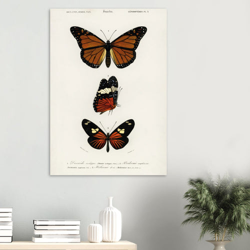 Artfulprints Poster Charles Dessalines d'Orbigny - Butterfly   - 70x100 cm - Bruin