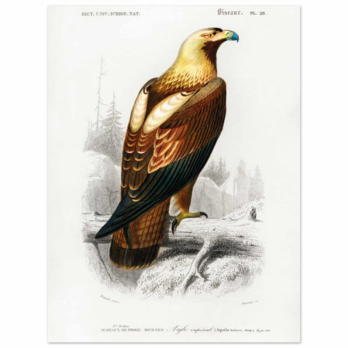Artfulprints  Charles Dessalines d'Orbigny - Eastern imperial eagle (aquila heliaca)   poster 30x40 cm - vtwonen shop