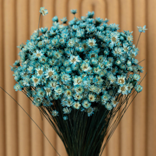 My Flowers.shop Aquablauw gedroogde Klokjesbloemen | Aquablauwe Glixia Star Flowers droogbloemen | Lengte ± 50 cm | Per bos - vtwonen shop